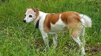 Jack-Russel Lucie 18J..jpg